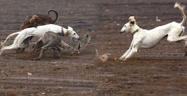 陕西细狗:秦朝就有细狗撵兔 属珍稀犬种差点灭绝