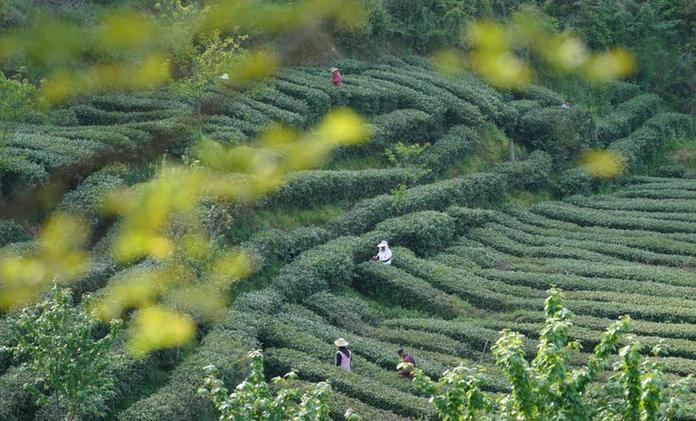 秦巴汉水间，百万亩茶园带来绿色“钱”景