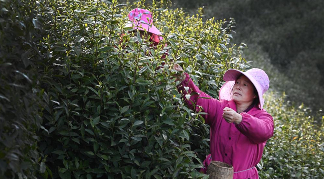 陕西勉县：高山茶园生态美 茶旅融合促振兴