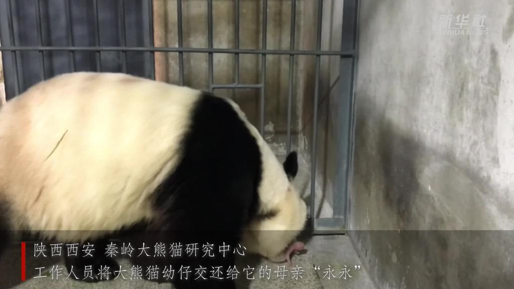 看出生不足半月的“国宝”大熊猫幼仔