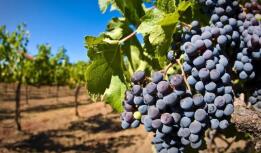 西安鄠邑：打造葡萄产业“紫色名片”