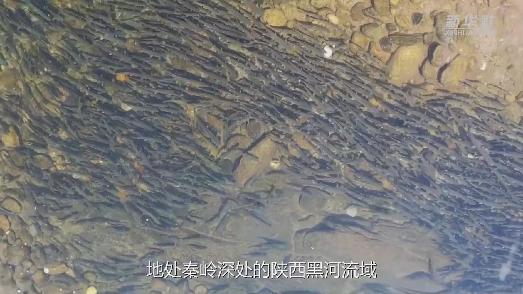 秦岭深处出现罕见细鳞鲑较大鱼群