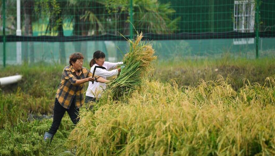（新华全媒+）陕西汉中：稻渔综合种养助力稳粮增收