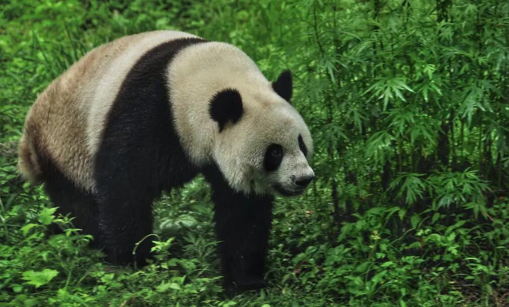 秦嶺大熊貓再“添丁” 人工種群數量達41只
