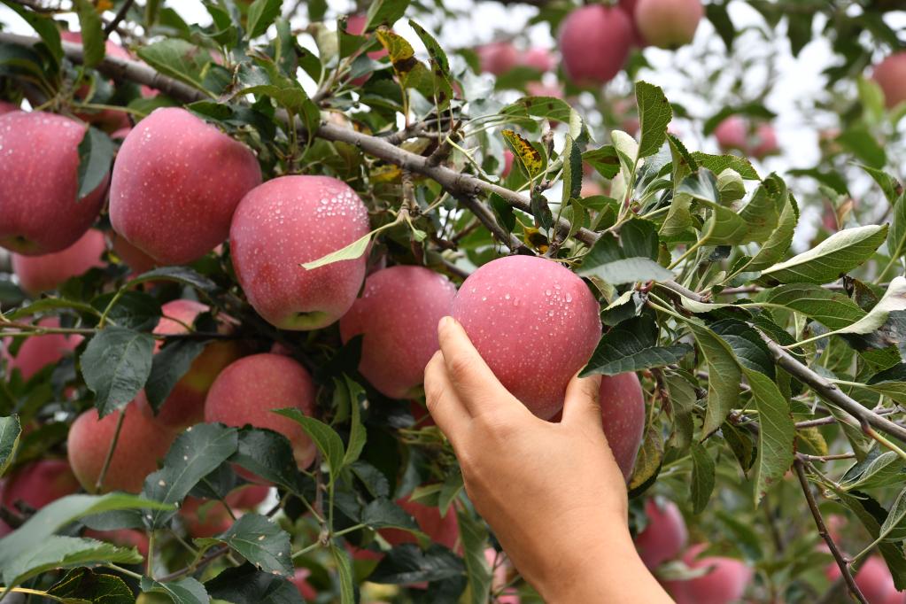 陕西洛川：“苹果之乡”产量效益“双丰收”