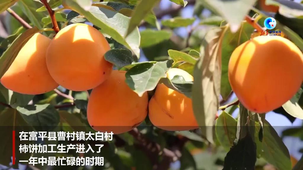 甜蜜柿餅成為中國西北鄉村特色産業