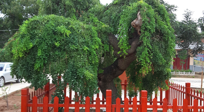 陕西临渭：保护古树名木 厚植深绿根基